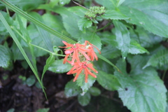 Silene fulgens