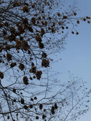 Ostrya carpinifolia
