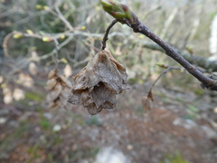 Ostrya carpinifolia