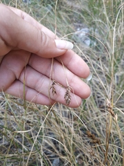 Carex stenophylla