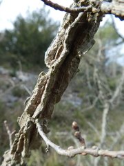 Ulmus