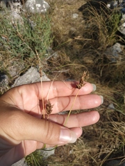Carex stenophylla