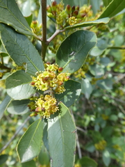 Rhamnus alaternus