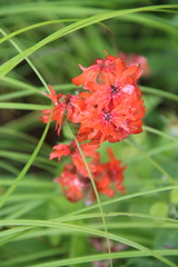 Silene fulgens