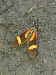 Cyanopepla submacula