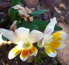 Freesia caryophyllacea