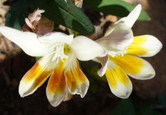Freesia caryophyllacea
