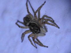 Menemerus semilimbatus