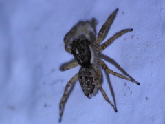 Menemerus semilimbatus