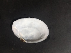 Rexithaerus indentata