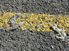 Lupulella mesomelas mesomelas