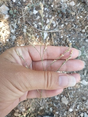 Bufonia parviflora
