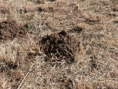 Cryptomys hottentotus