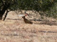 Lepus capensis capensis