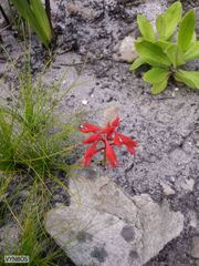 Disa ferruginea