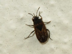 Trapezonotus arenarius