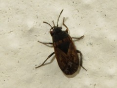 Trapezonotus arenarius