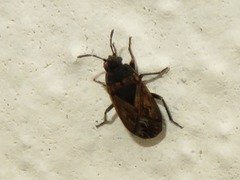 Trapezonotus arenarius