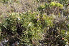 Protea longifolia