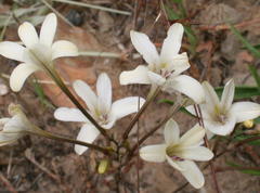 Tritonia flabellifolia