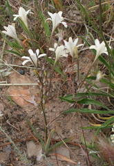 Tritonia flabellifolia