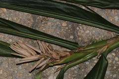 Hedychium