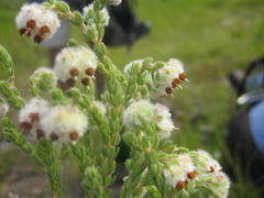 Erica lanata