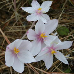 Gethyllis spiralis