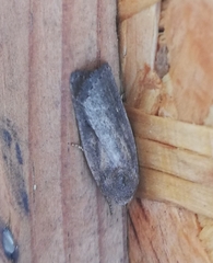 Athetiina