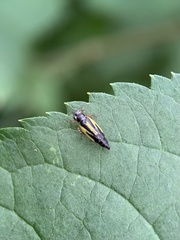 Evacanthus interruptus