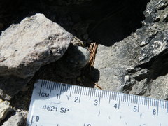 Mammillaria theresae
