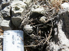 Mammillaria theresae