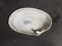Periploma planiusculum