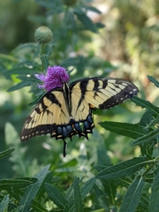 Papilio glaucus
