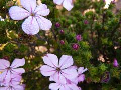 Acmadenia tetragona