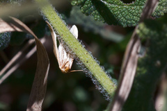 Rhodometra sacraria