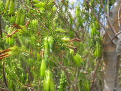 Erica viridiflora viridiflora