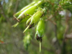 Erica viridiflora viridiflora