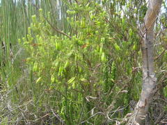 Erica viridiflora viridiflora