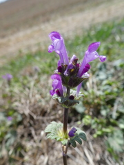 Lamium amplexicaule