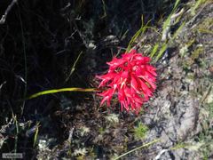 Disa ferruginea