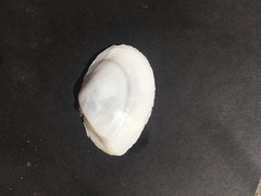 Rexithaerus indentata