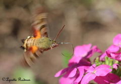 Macroglossum trochilus