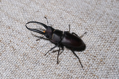Prosopocoilus gracilis