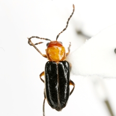 Luperosoma parallelum