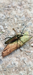 Aromia moschata moschata