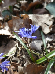 Scilla bifolia