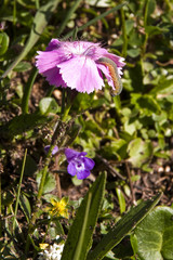 Dianthus alpinus
