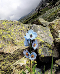 Meconopsis