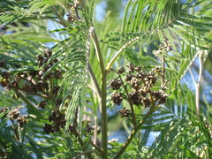Dasineura rubiformis